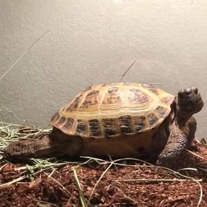 Meet your Posher, Chad